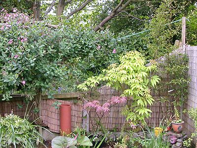 clematis freda