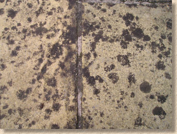 lichen on sandstone