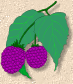 berries