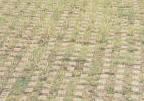 Grassguard 160