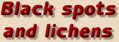 black spots and lichens