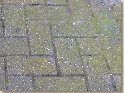 algae on block paving
