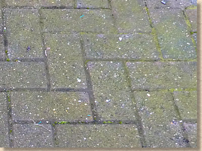 algae on block paving algae on block paving