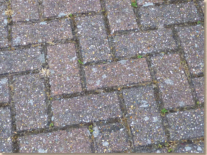 lichens on concrete block paving