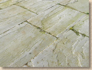 algae on sandstone