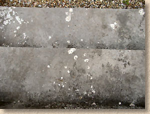 lichen on stone steps