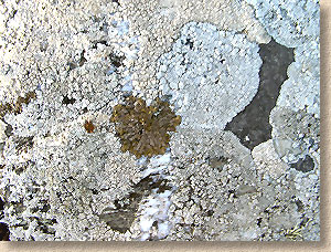close-up view of lichen