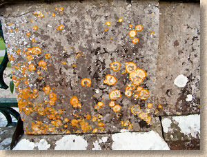 black, grey and orange lichens