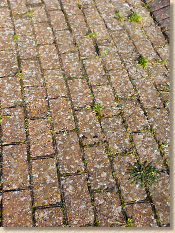 lichens on block paving