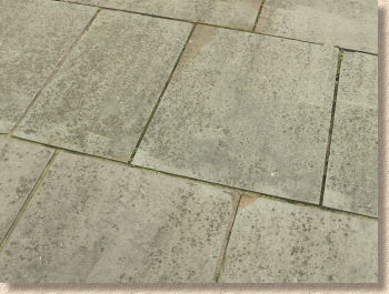 lichen on yorkstone