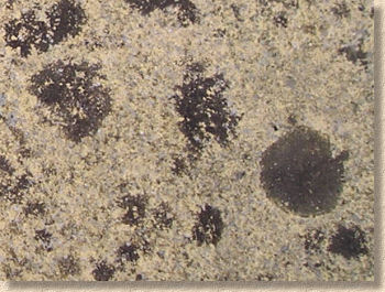 lichen spots