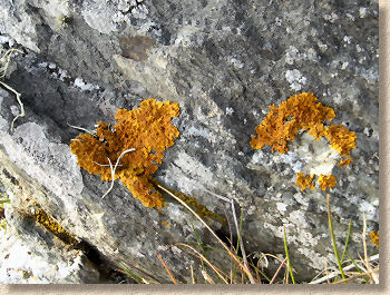 orange lichen spots