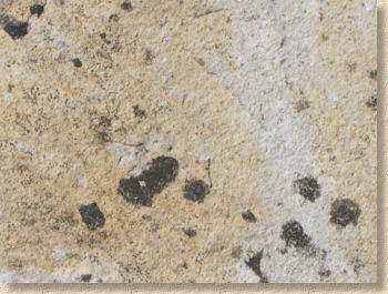lichen close up