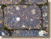 algae and lichens