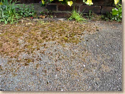 moss on macadam