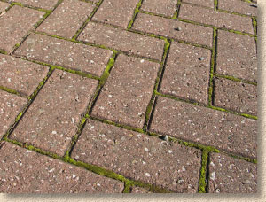 moss on blocks