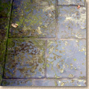 algae on pic