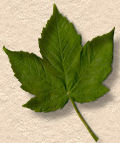 sycamore leaf sycamore leaf