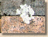 chewing gum