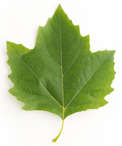 sycamore leaf