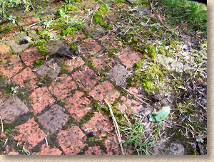 weeds on clay pavers