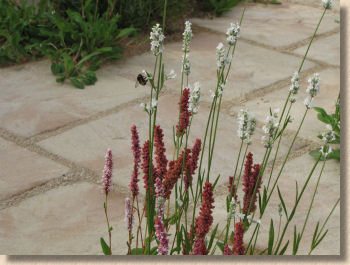 Bees enjoying Bradstone garden