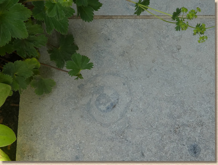 Ammonite fossil in Jura Grey limestone flag