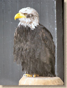 sea eagle