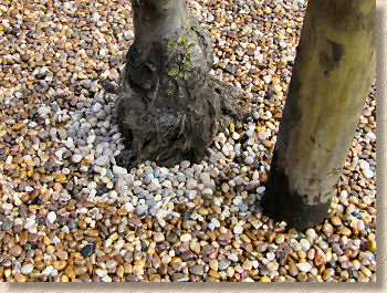 loose aggregate around trunk