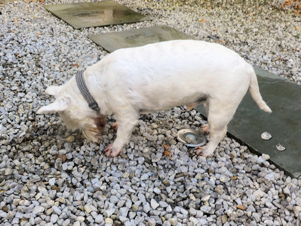 dog scatters gravel